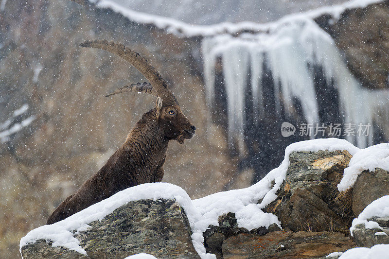 意大利valsavarenche Val D 'aosta，高山野山羊在冬季下雪环境中的大雄性